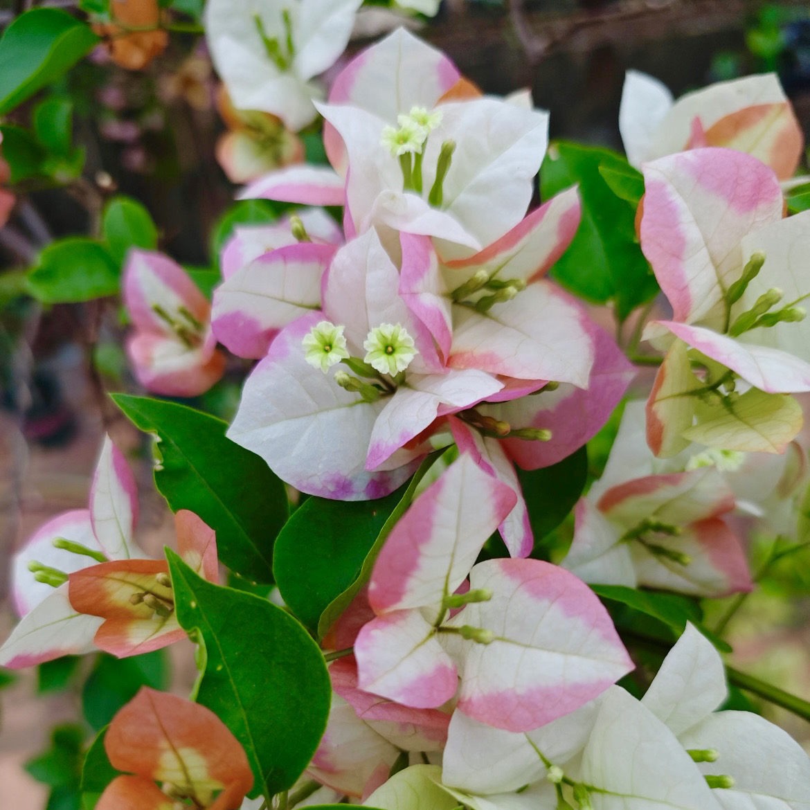 【凤凰】勤花品种三角梅 原盆原土带花带叶发货