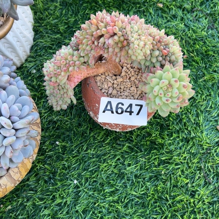 山****A647抓抓缀一物一拍19.9