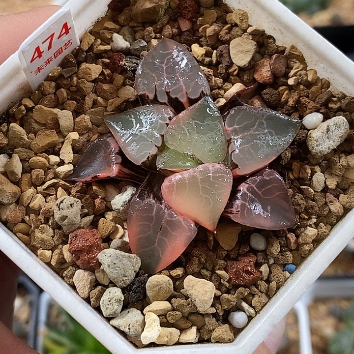 474火凤凰克锦一物一拍