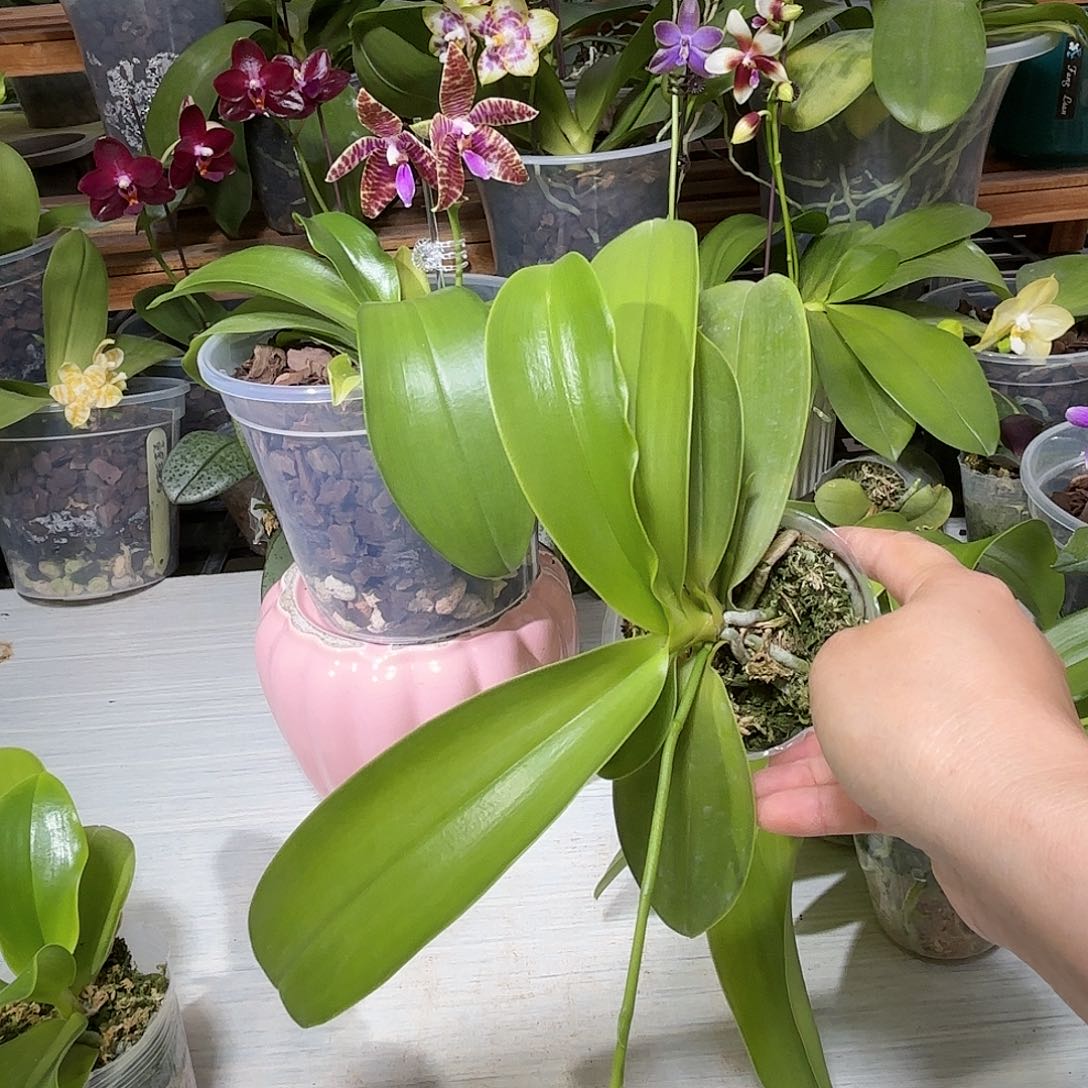 一***红当前无花栽培后可以开花22g2