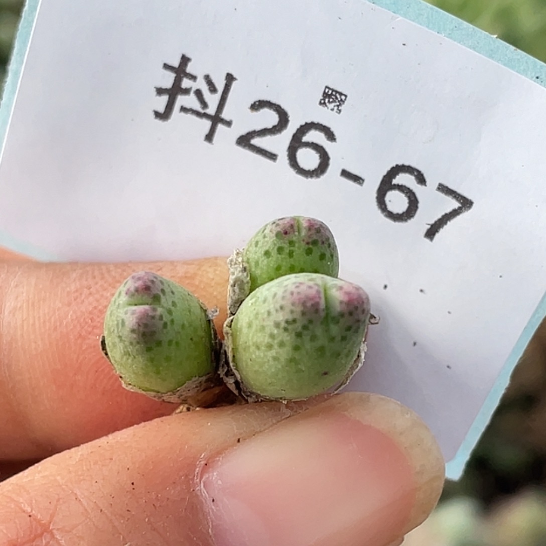 26-67草莓斑马肉锥