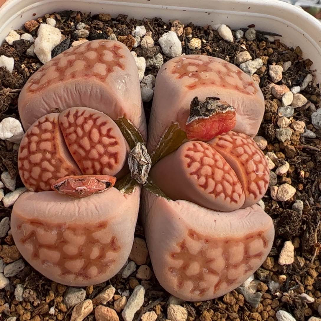 075多肉植物百科