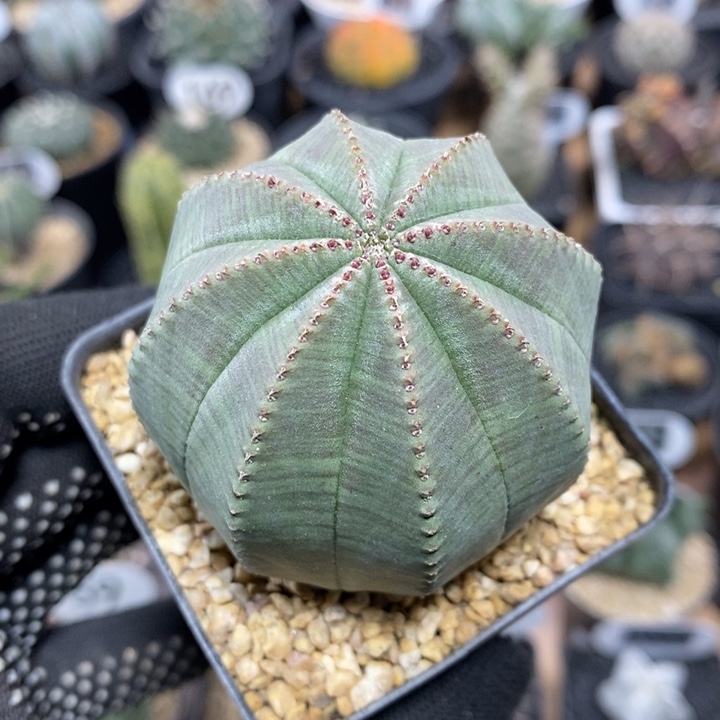 实生欧系布纹球566号5.8cm