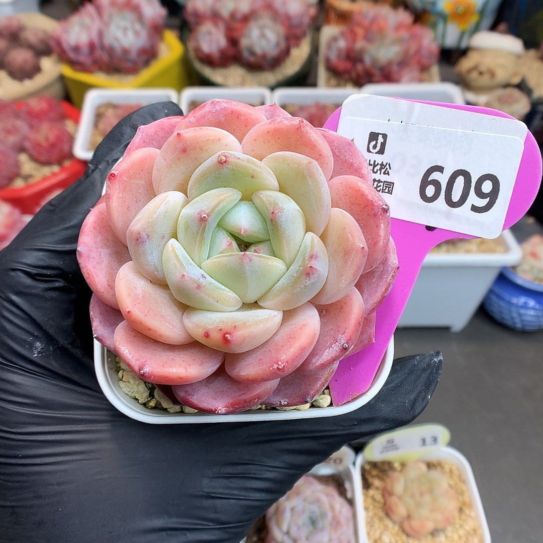 609 糖心b06多肉