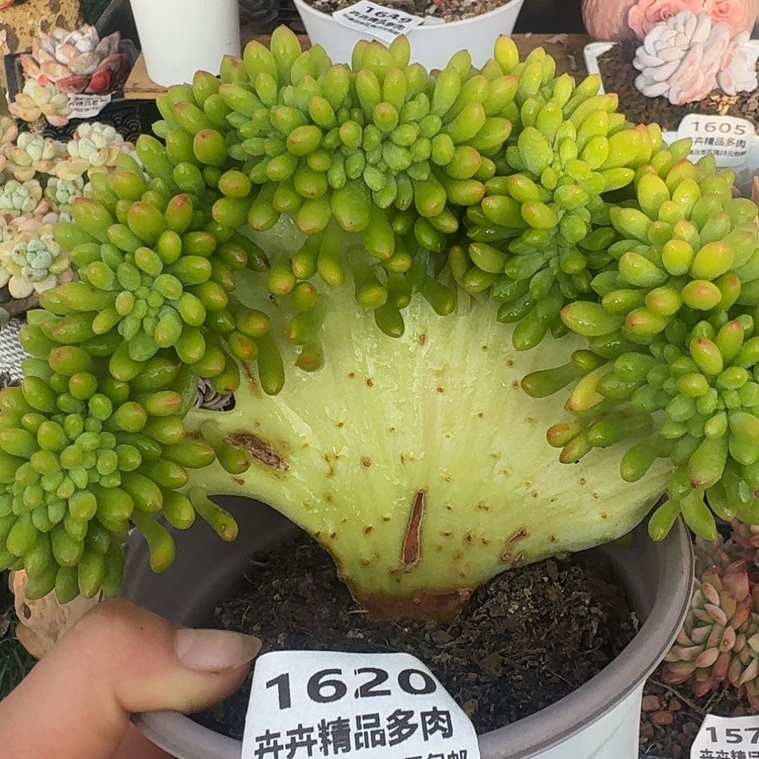 1620一物一拍（满28包邮）