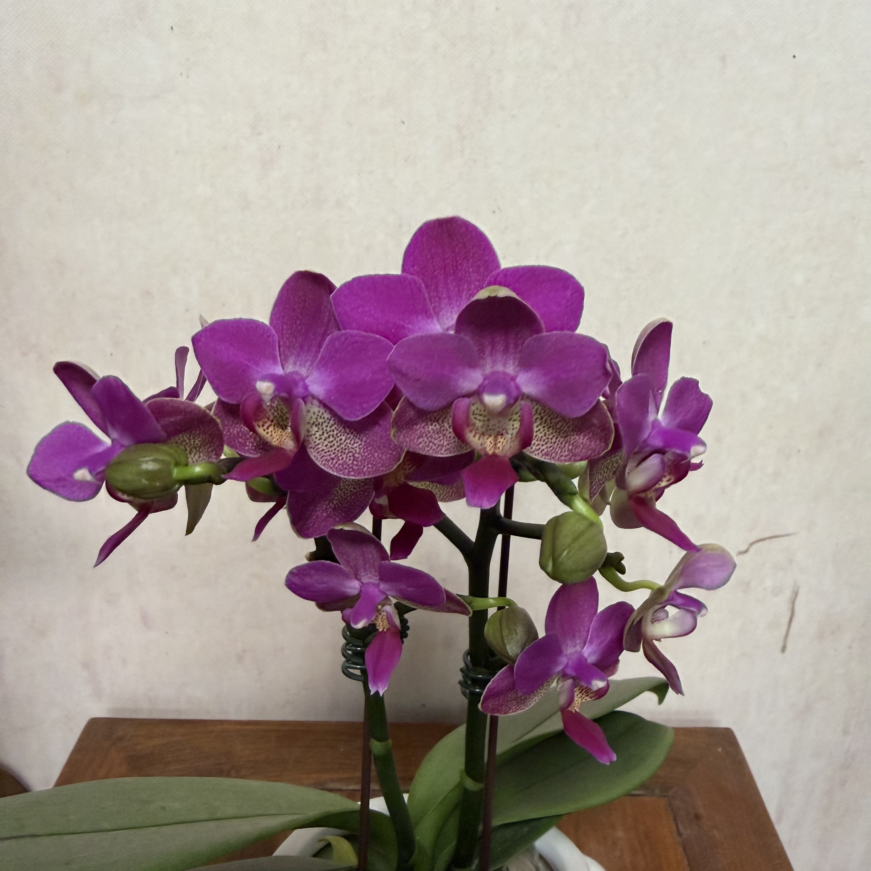 满园春2花剑控根盆