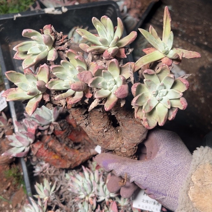 712哈哈哈哈哈哈哈哈多肉