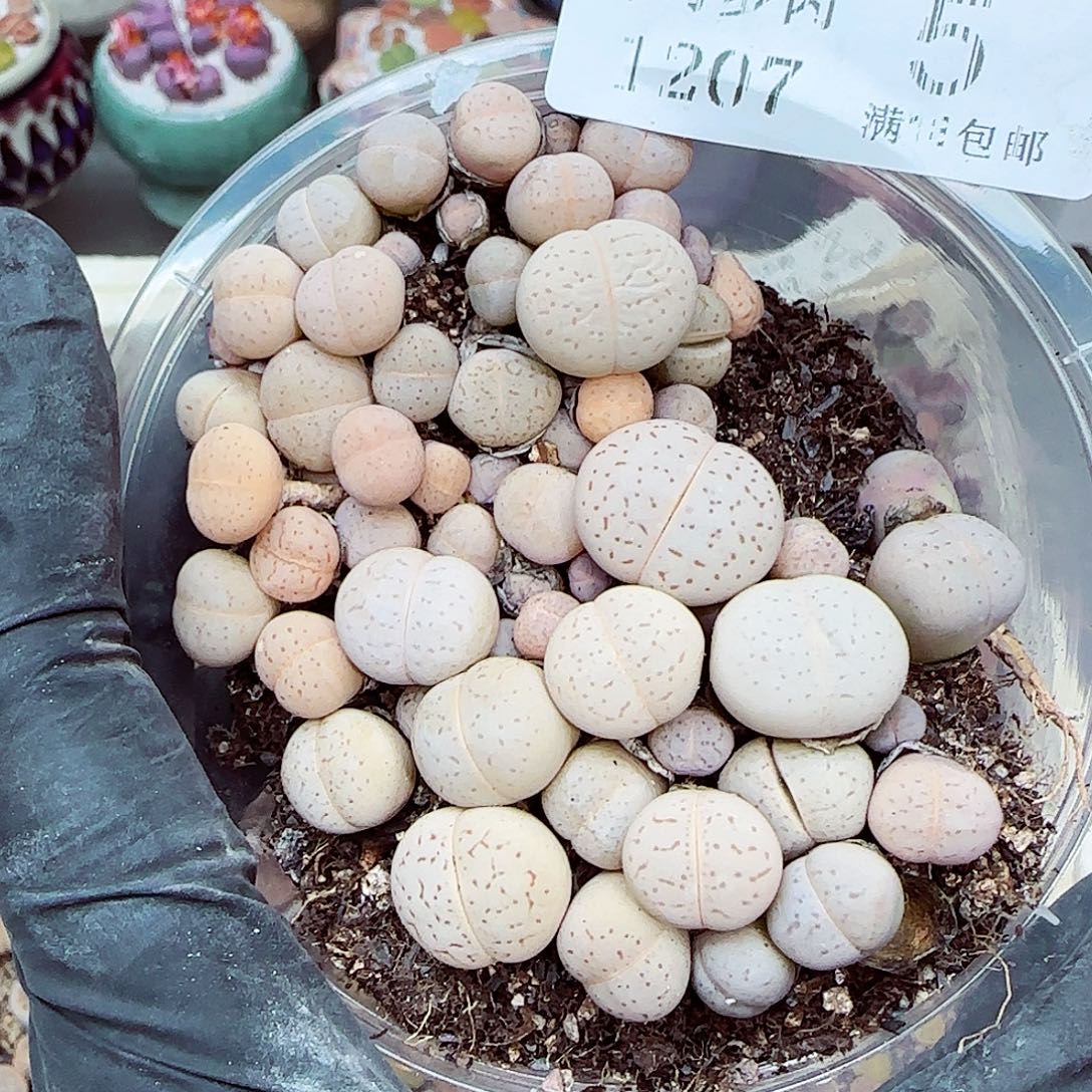 生石花满18包邮1207-5