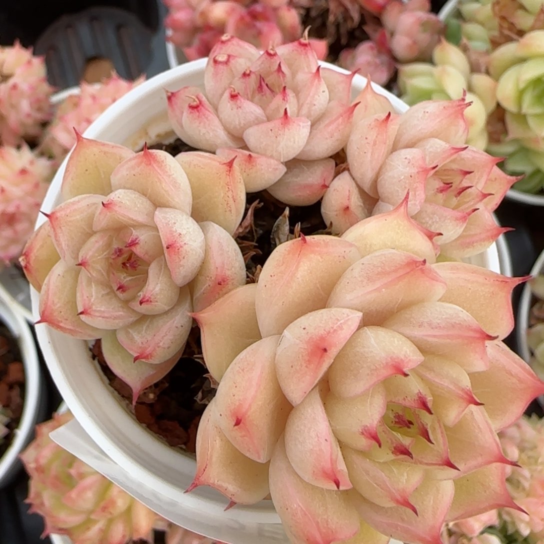 花语逸境0216-109散