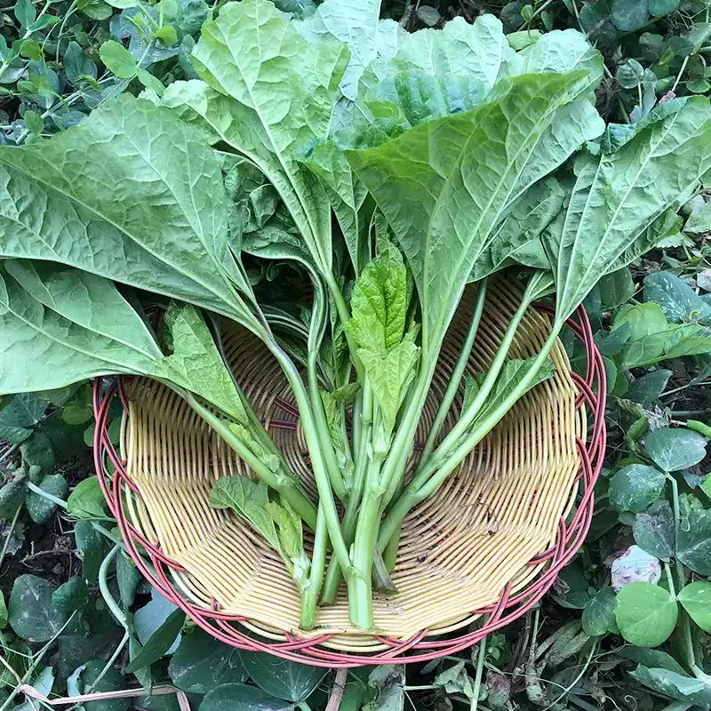 【禾田农业】马蹄菜-农家露天种植马蹄菜时令蔬菜新鲜现摘现发