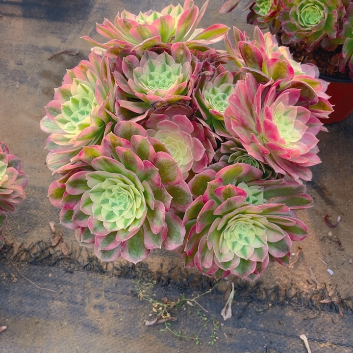 52玉姿法师多肉断枝不售后