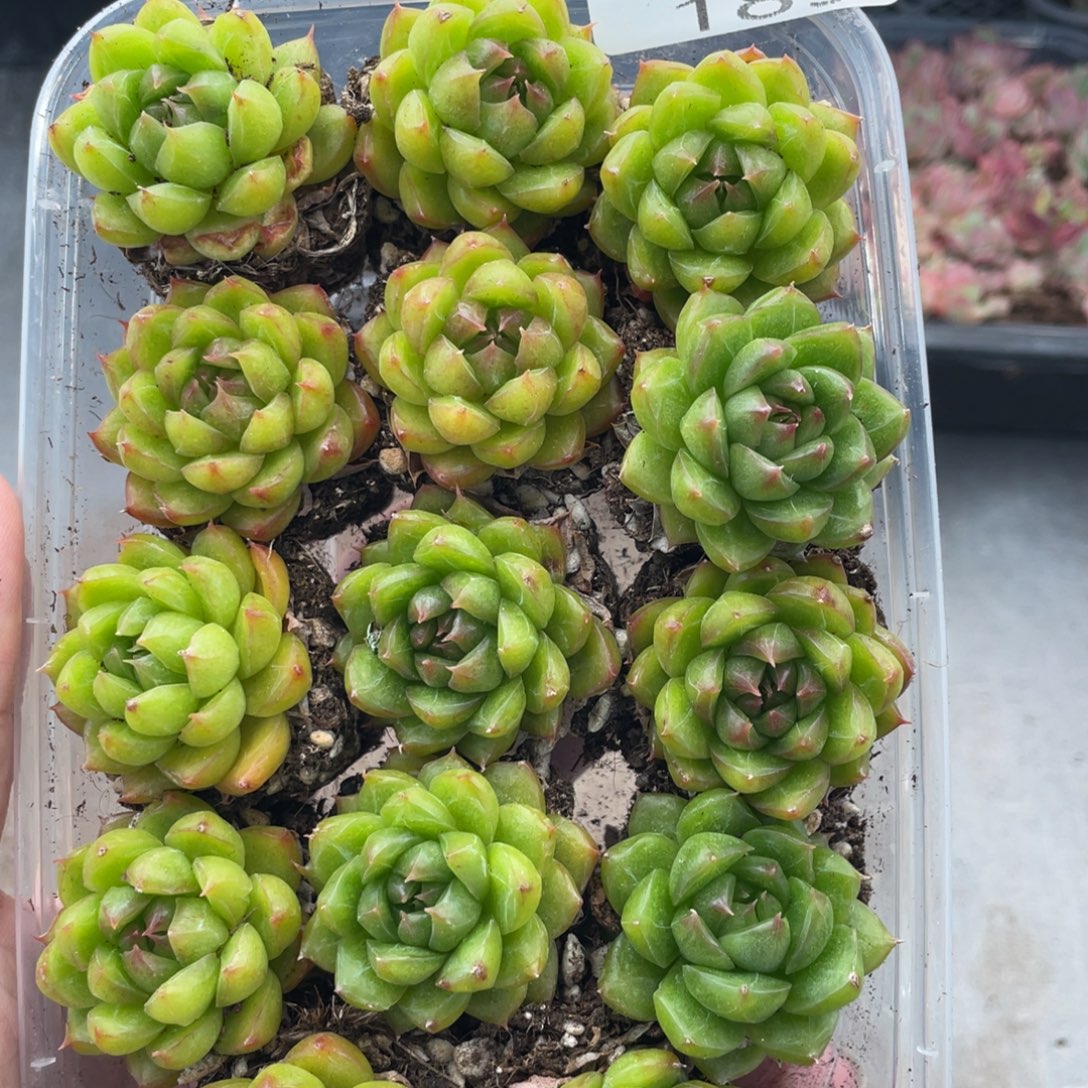 云糖心多肉植物189