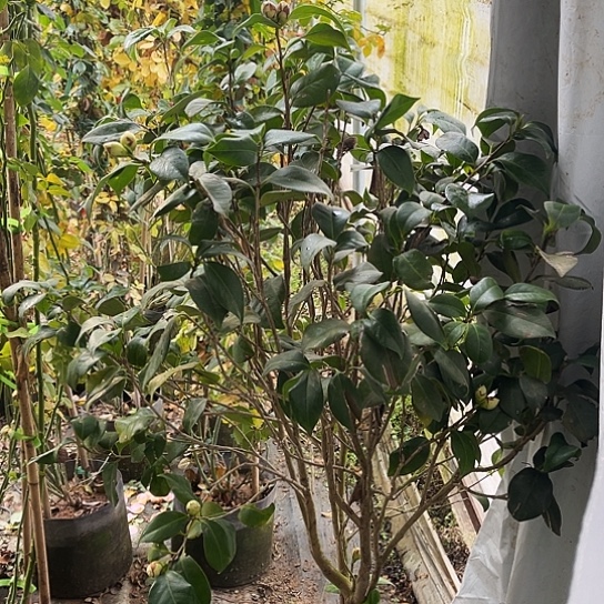 抖***8无花朵东方亮茶花