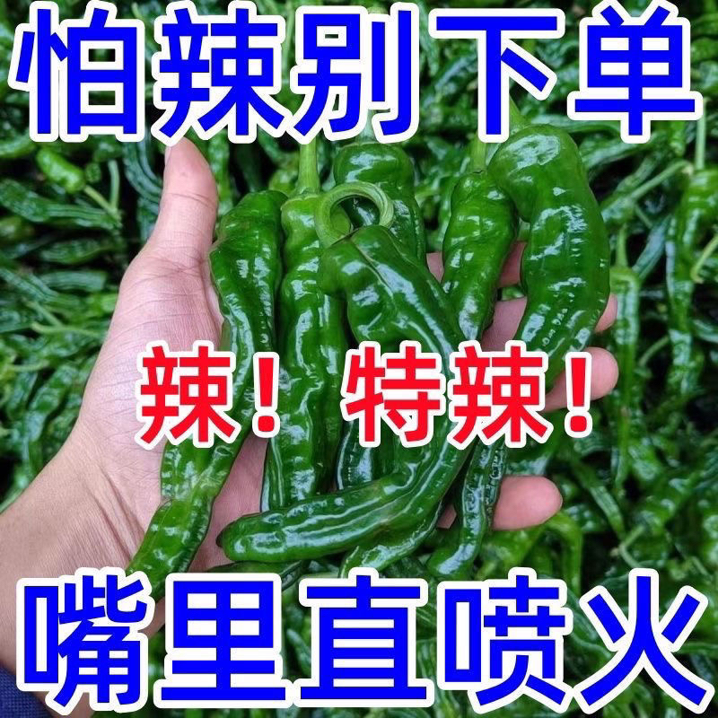 新鲜特辣小皱皮螺丝椒薄皮青辣椒新鲜蔬菜农家自种土椒椒现摘