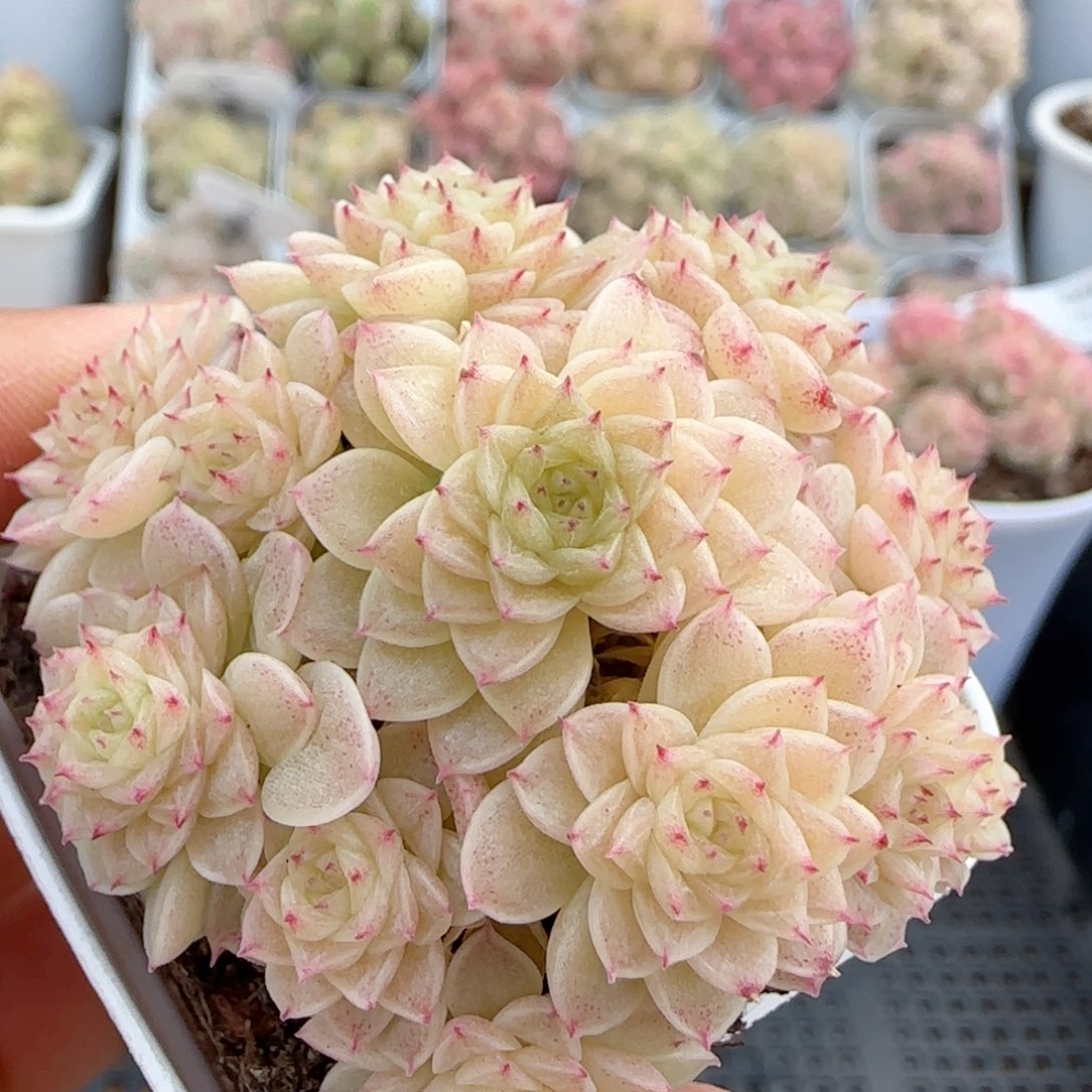 【闪购商品】0202-11（ht-75）