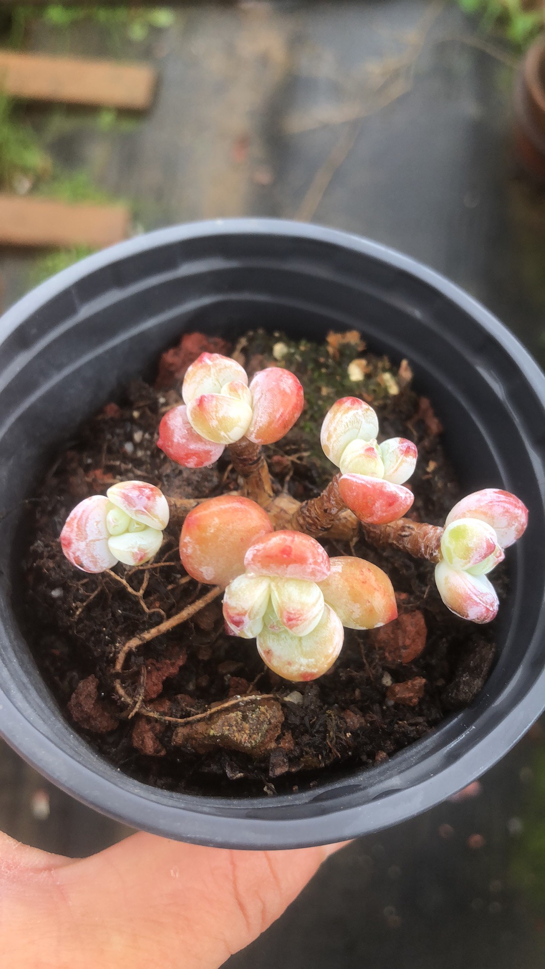 丸叶冷香老桩精控