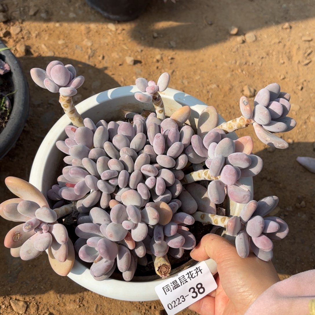 同温层多肉桃美人38