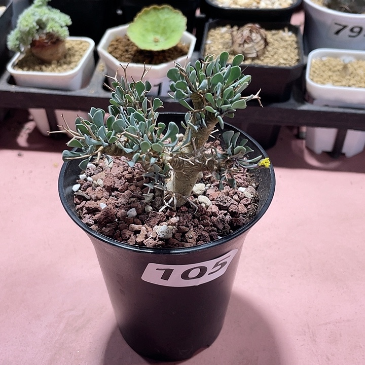 105黑鬼殿厚墩菊块根