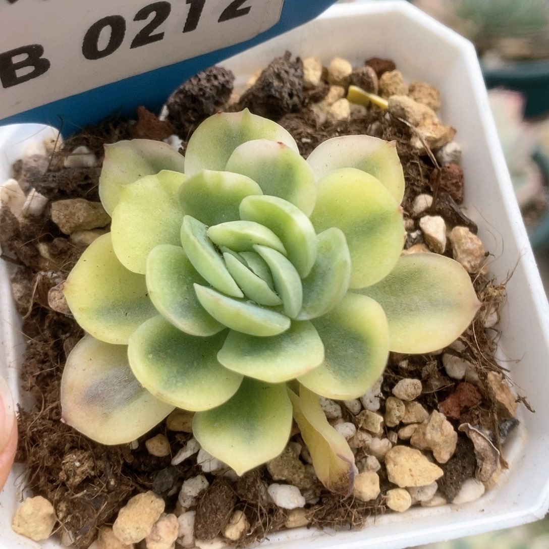 212不知名锦锦锦锦