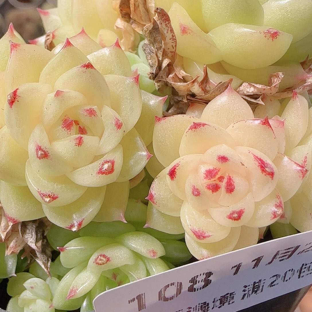 花语逸镜1127-108散
