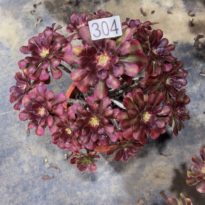 000000000304红胭脂