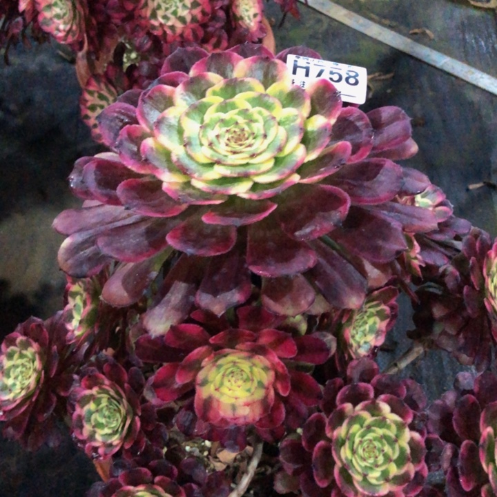 黑金钢多肉75800000000