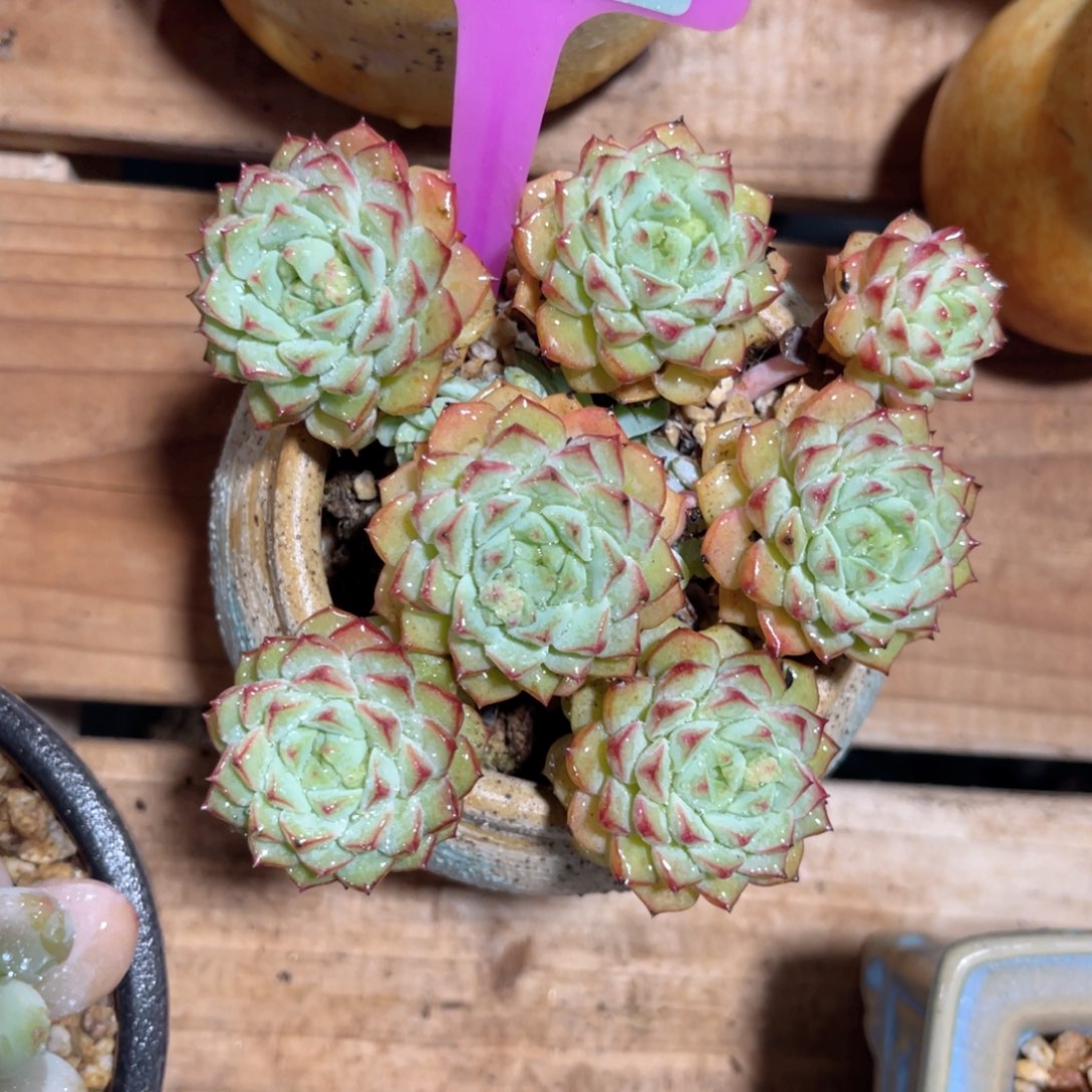云尘多肉一物一拍949不含盆