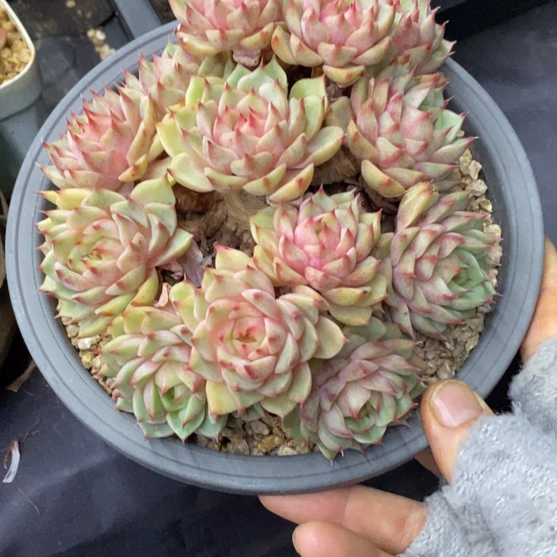 精品多肉一物拍不包整350