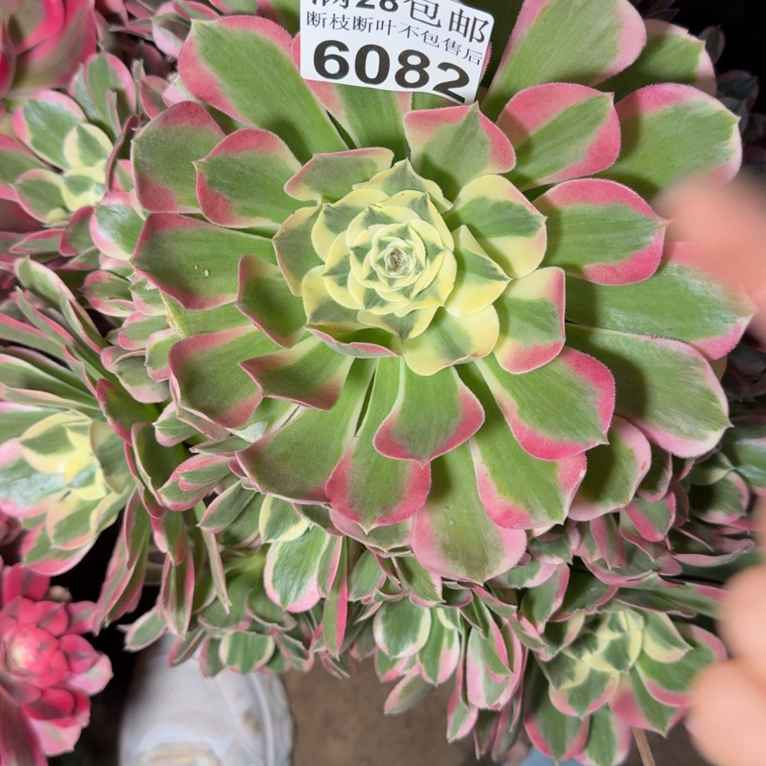 6082白凤多肉植物