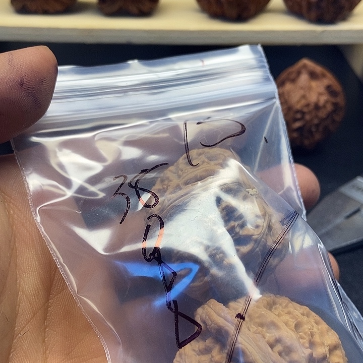 知***秋核桃十五号文玩核桃