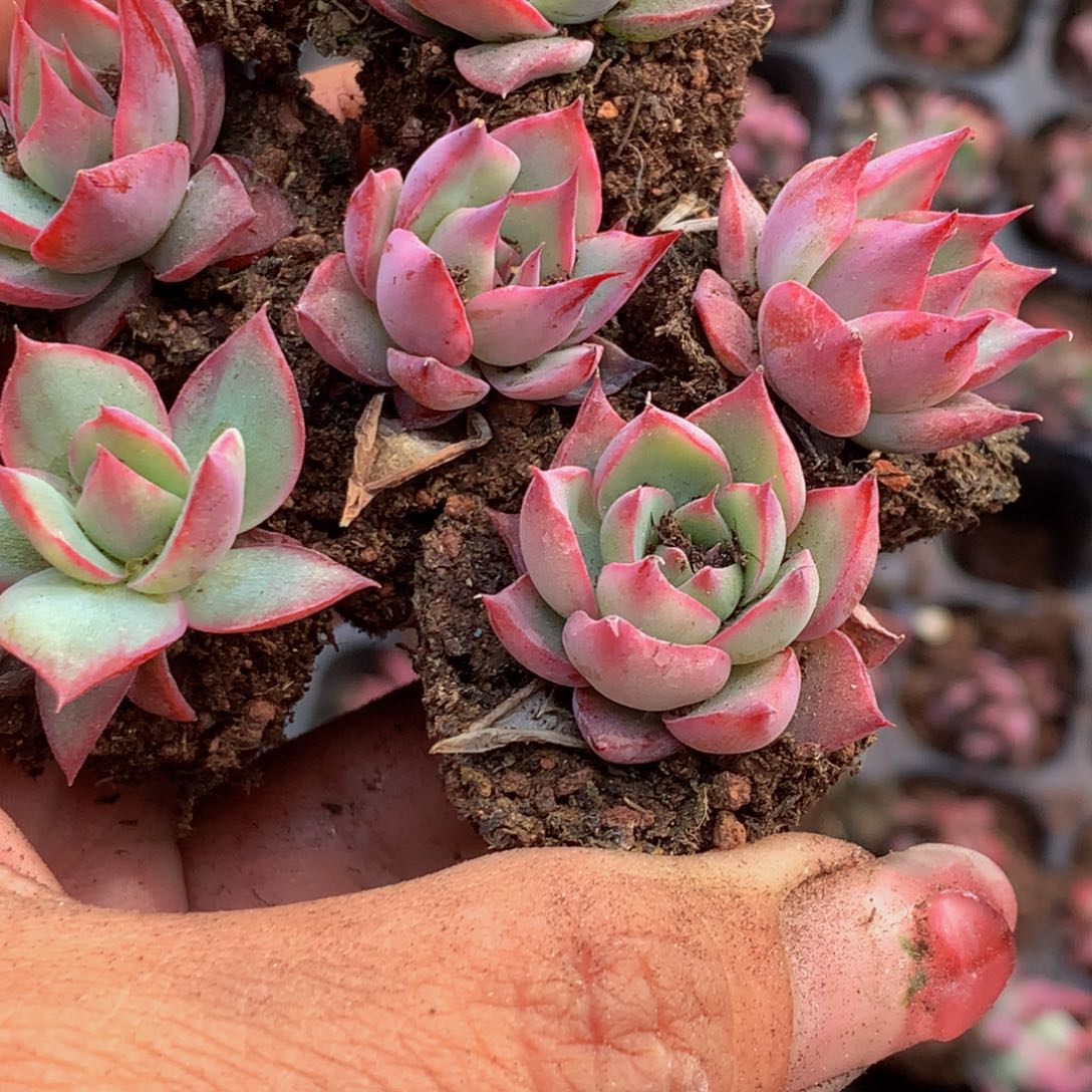 惊鸿小 （6.66包邮不满6.66发叶子不售后）