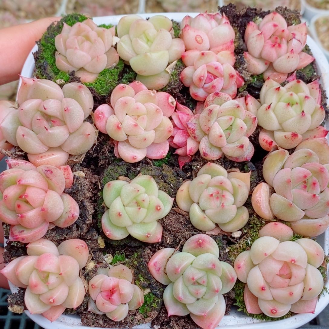 2-350 除新疆西藏内蒙12.8包邮 尺寸2～3厘米