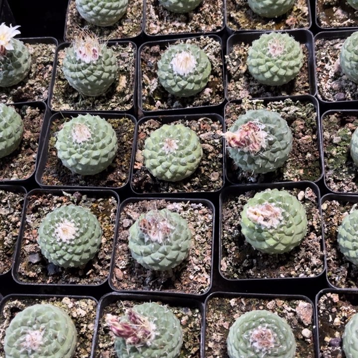 名球菊水皮实好养好活