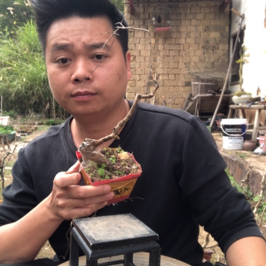 无花朵盆景盆栽（不退不换不包成活率）