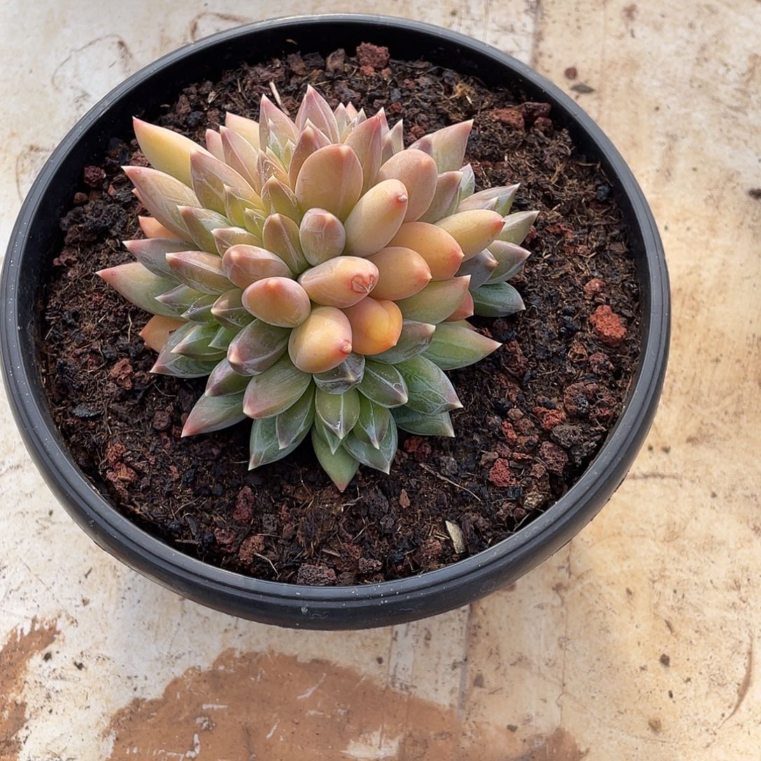 跳***虫多肉植物福力链接