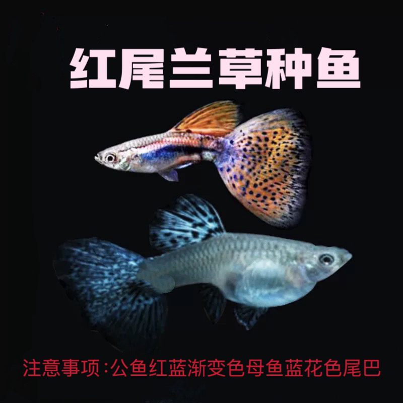 直播间福利精品孔雀鱼红尾兰草种鱼（入缸后不包损）