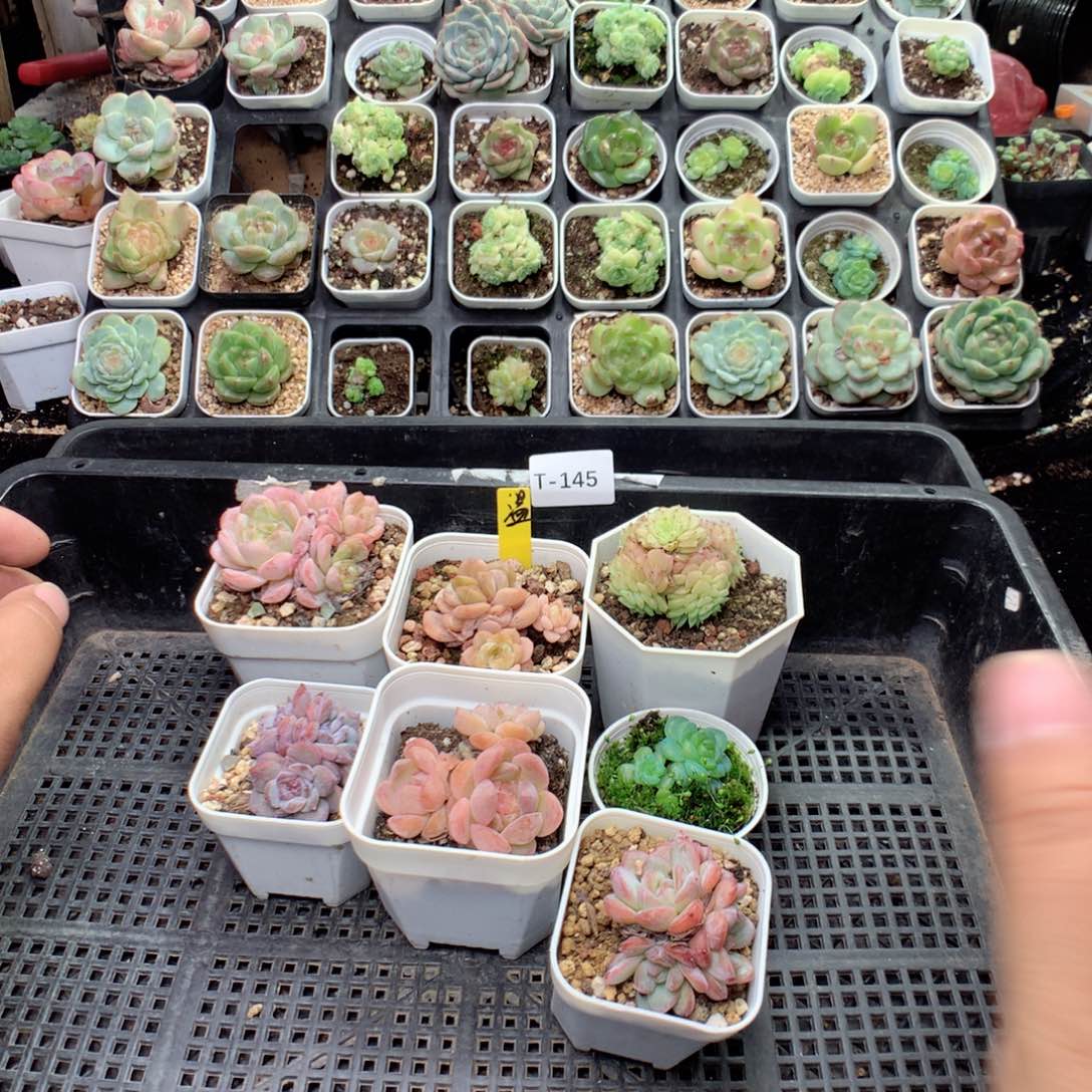 无花朵T145英语英语