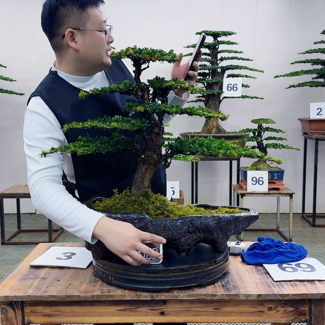 盆景罗汉松造型盆景