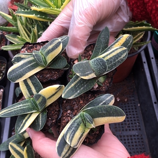 余****无花朵2857带盆包邮