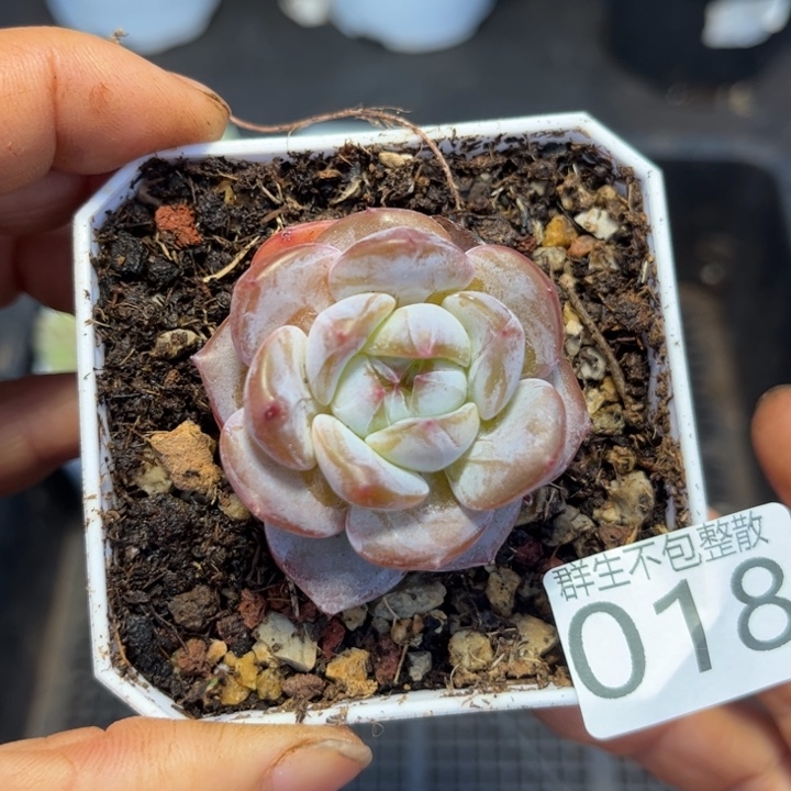 018糖心珍妮琥珀