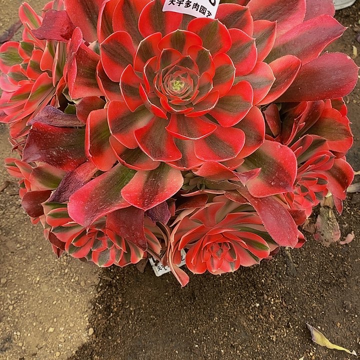 多肉香妃738多肉