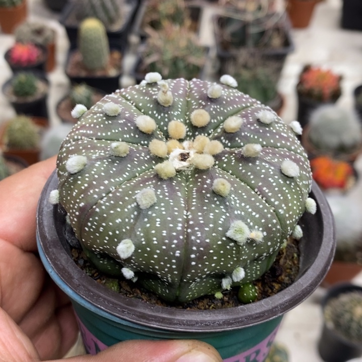 实生超兜缺水特价福利2