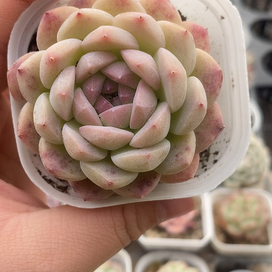 可爱肉肉喜欢拍159