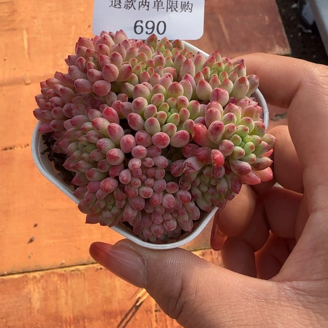 闪购精品多肉690号