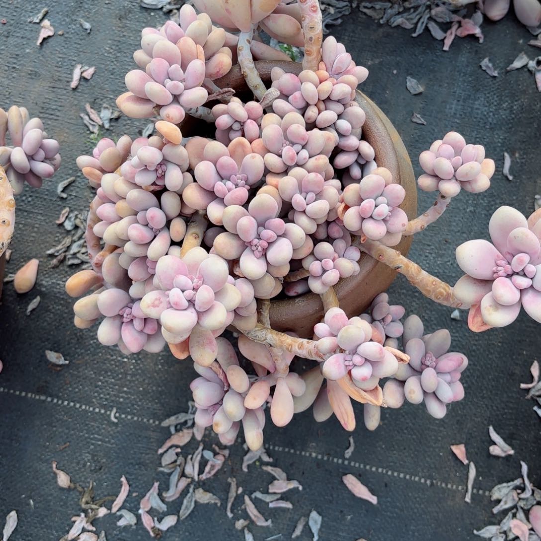 李*芳桃蛋17-15。         