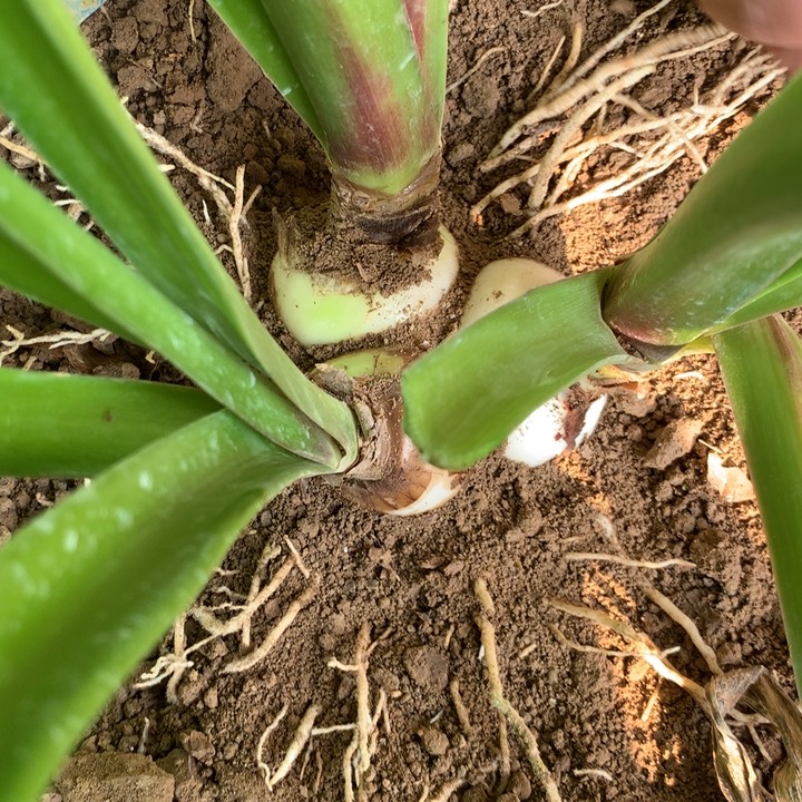 无花朵斯佳丽铃声三胞胎