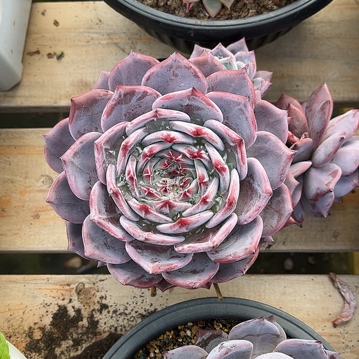 多肉植物一物一拍