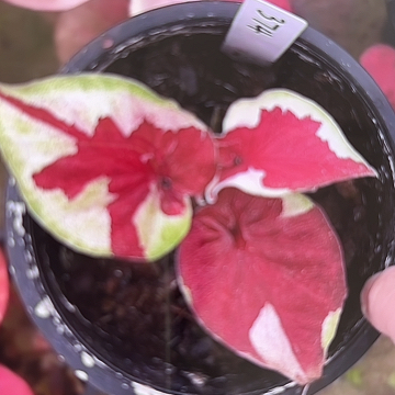 11-0224哆啦A梦彩叶芋泰国发货