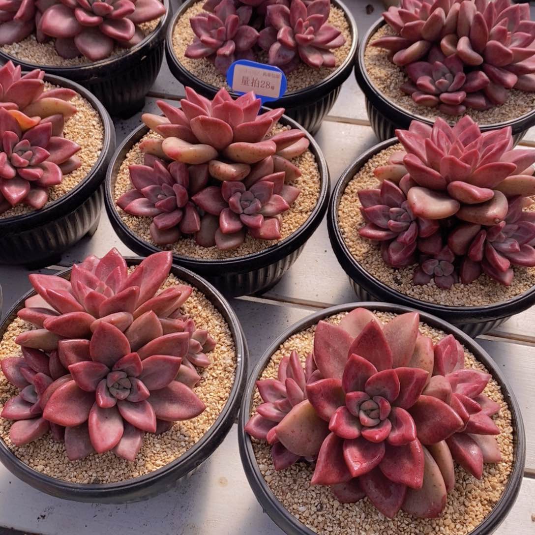 量拍28号 精品大群母本赫菲斯托一个