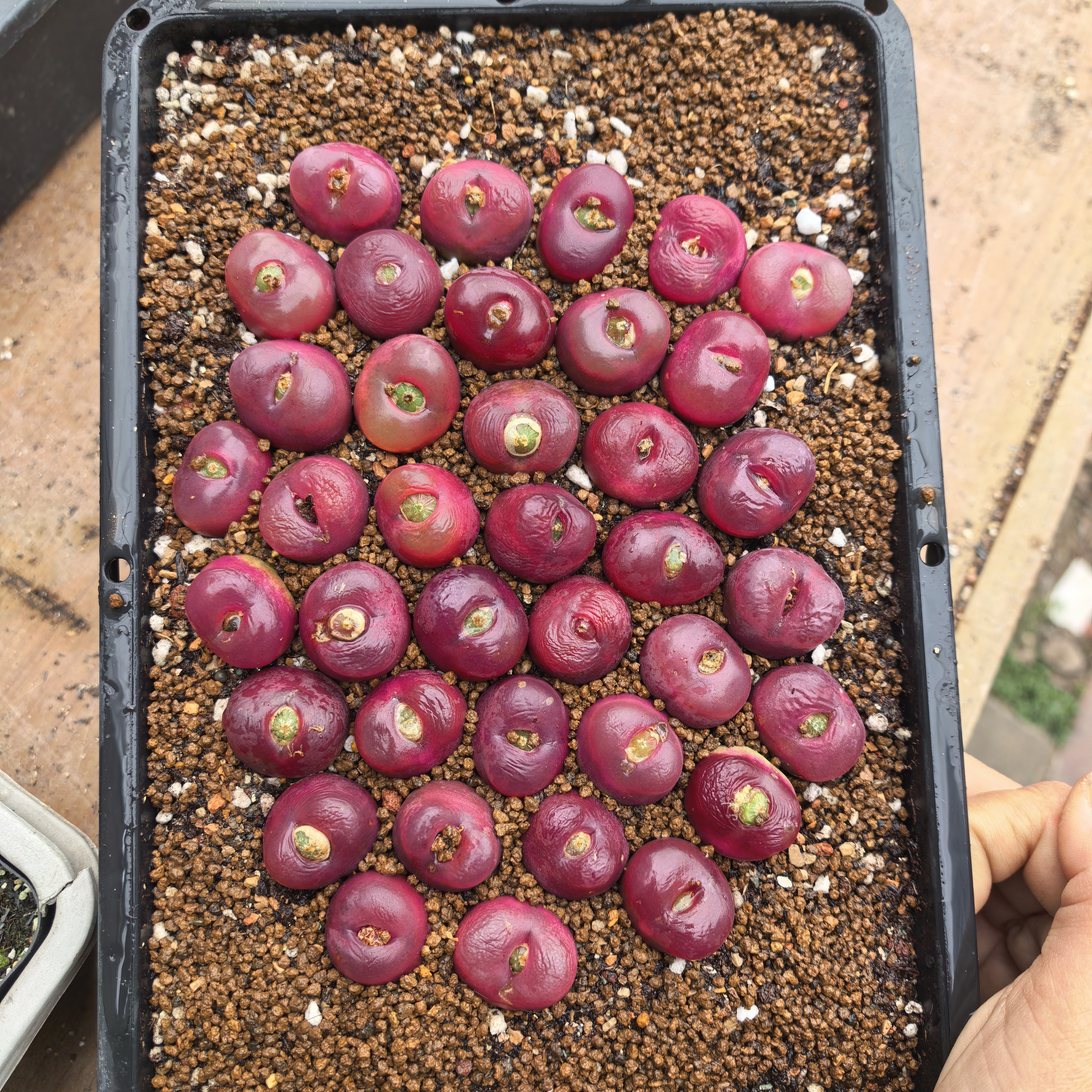 38颗超级毛汉尼2.1-2.5CM（个别瑕疵）脱土多肉